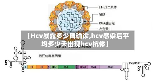 【Hcv暴露多少周确诊,hcv感染后平均多少天出现hcv抗体】-第2张图片